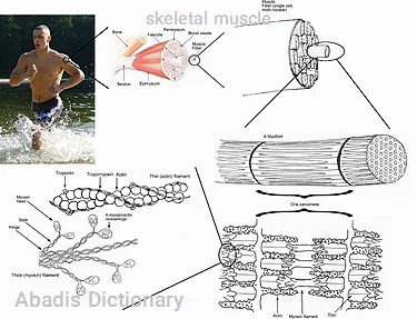 skeletal muscle